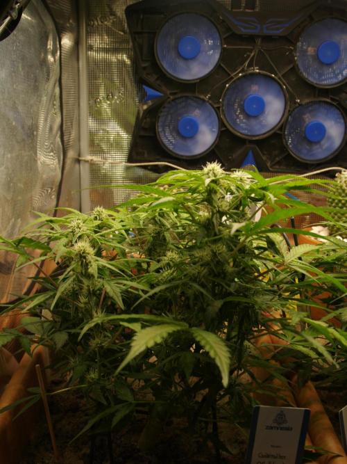 Godfeather OG F1 #3. Week 7 - Tag 51