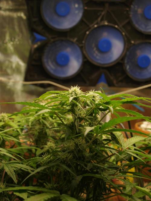 Godfeather OG F1 #3. Week 7 - Tag 51