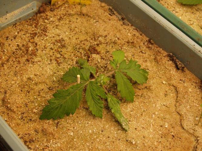 Eternity Cup 2026 Sticky Broccoli Auto. Week 1 - Tag 14 B1 nach dem Toppen