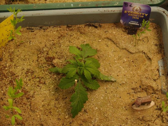 Eternity Cup 2026 Sticky Broccoli Auto. Week 1 - Tag 14 B1 vor dem Toppen