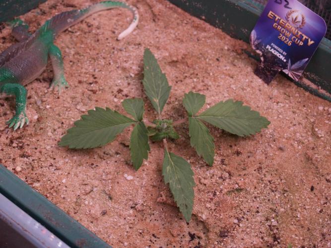 Eternity Cup 2026 Sticky Broccoli Auto. Week 1 - Tag 14 B2 nach dem Toppen