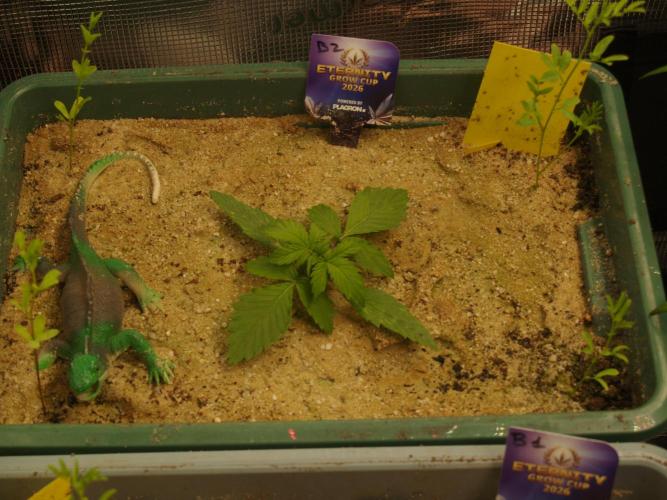 Eternity Cup 2026 Sticky Broccoli Auto. Week 1 - Tag 14 B2 vor dem Toppen