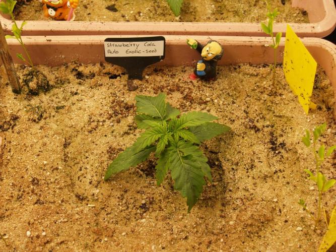 Strawberry Cola Auto Winter Grow 2026. Week 1 - Tag 14