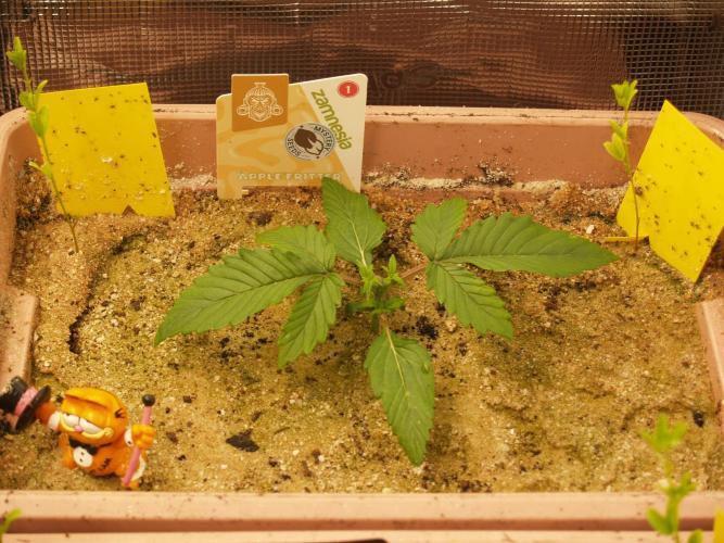 Apple Fritter Auto Winter Grow 2026. Week 1