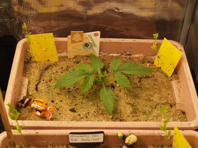 Apple Fritter Auto Winter Grow 2026. Week 1