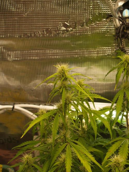 White Truffle Indoor 2025. Week 6 - Tag 46