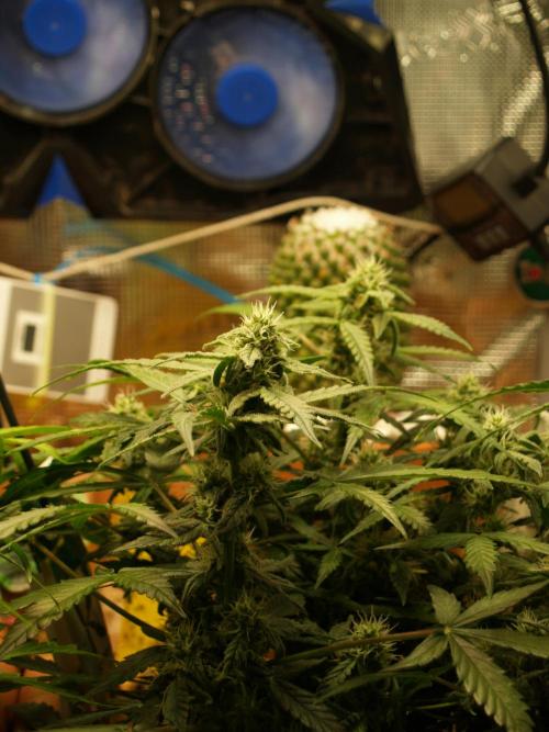 Godfeather OG F1 #1. Week 7 - Tag 52