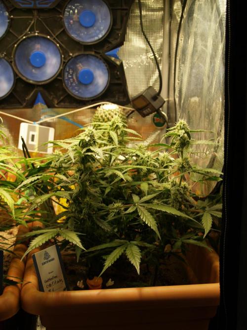 Godfeather OG F1 #1. Week 7 - Tag 52