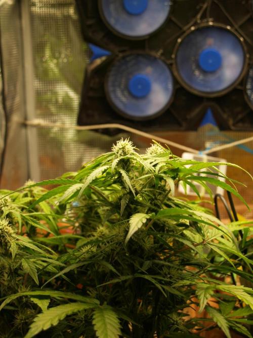 Godfeather OG F1 #3. Week 7 - Tag 53