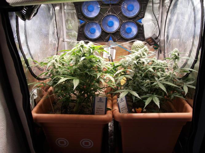 Godfeather OG F1 #3. Week 7 - Tag 53