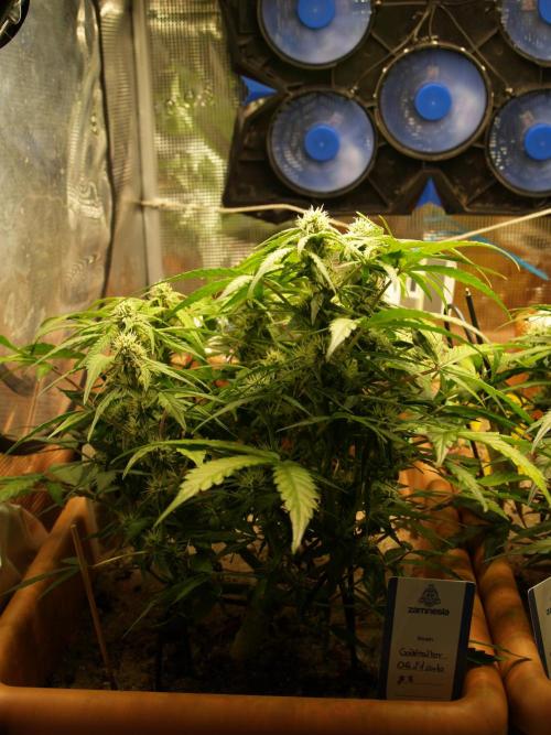 Godfeather OG F1 #3. Week 7 - Tag 53