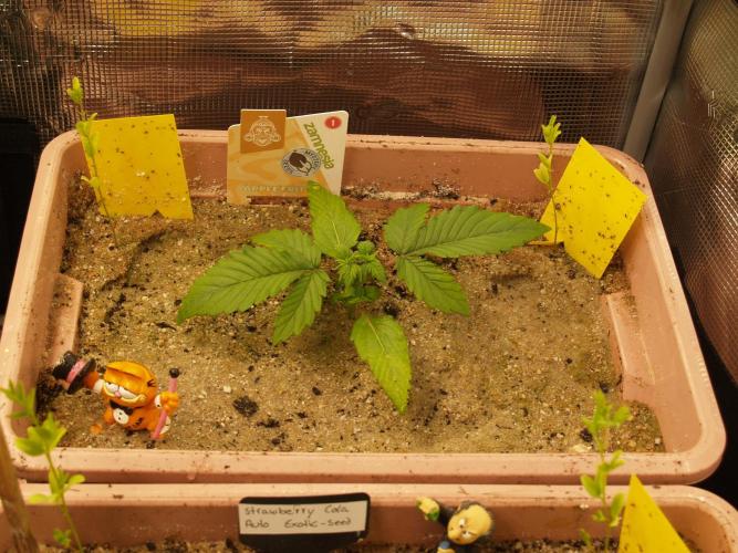 Apple Fritter Auto Winter Grow 2026. Week 2 - Tag 16