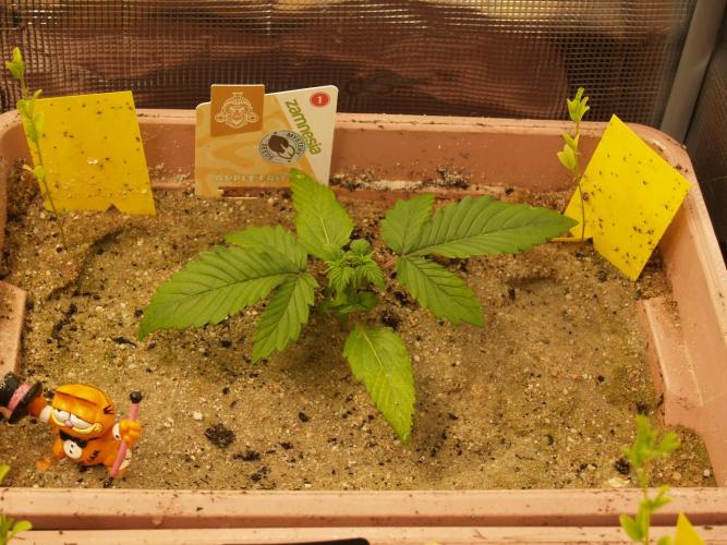 Apple Fritter Auto Winter Grow 2026. Week 2 - Tag 16