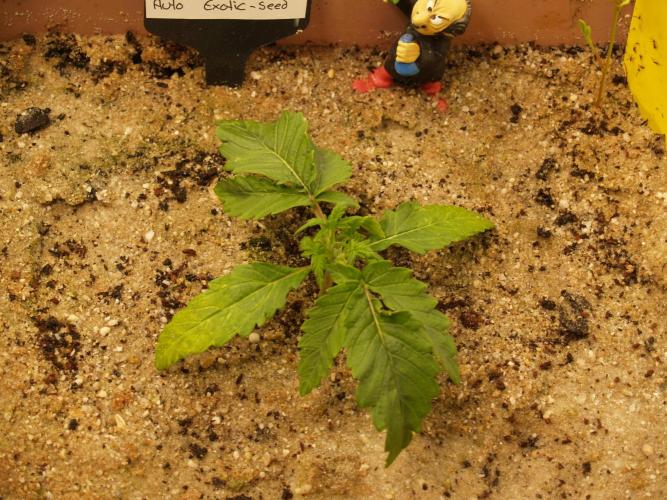 Strawberry Cola Auto Winter Grow 2026. Week 2 - Tag 16