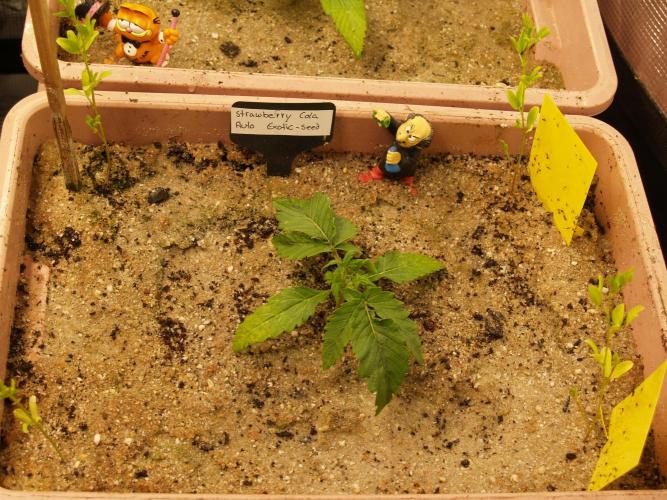 Strawberry Cola Auto Winter Grow 2026. Week 2 - Tag 16