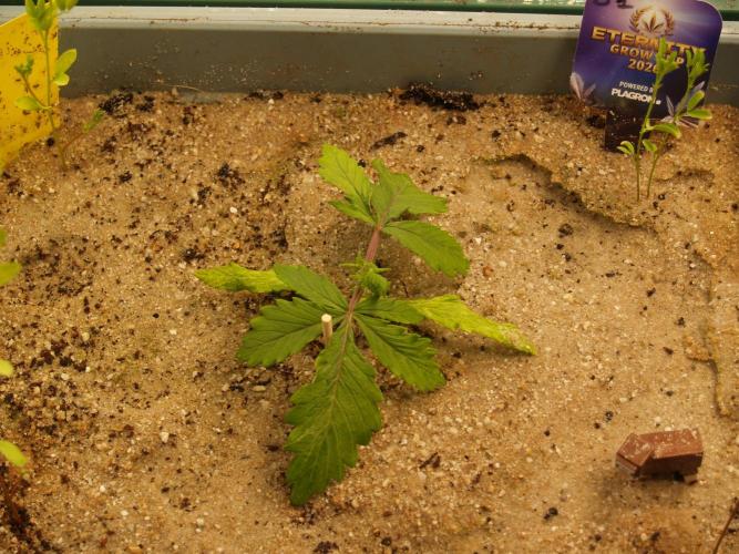 Eternity Cup 2026 Sticky Broccoli Auto. Week 2 - Tag 16 B1