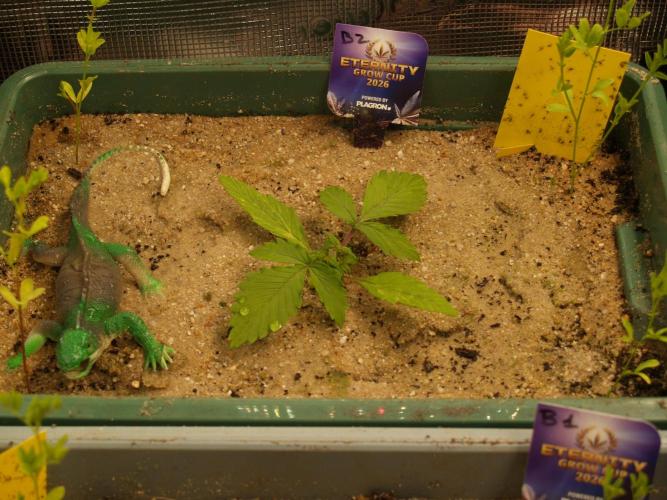 Eternity Cup 2026 Sticky Broccoli Auto. Week 2 - Tag 16 B2