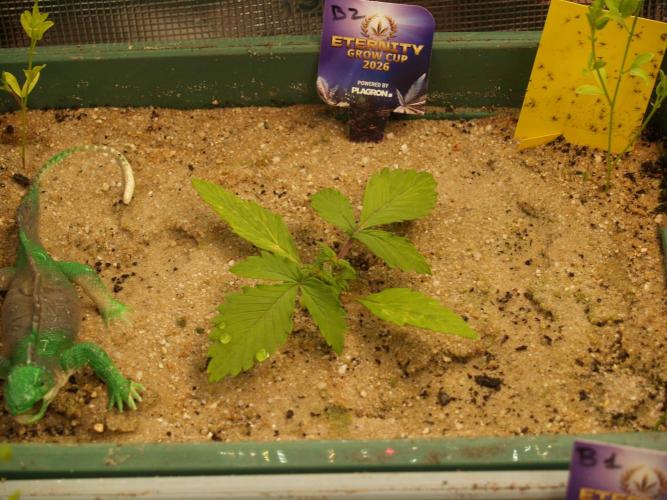 Eternity Cup 2026 Sticky Broccoli Auto. Week 2 - Tag 16 B2