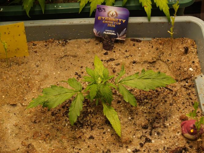 Eternity Cup 2026 Sticky Broccoli Auto. Week 2 - Tag 16 B3