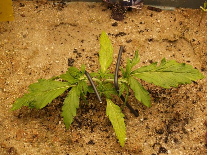 Eternity Cup 2026 Sticky Broccoli Auto. Week 2 - Tag 16 B3