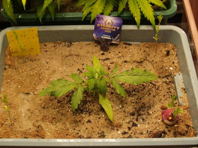 Eternity Cup 2026 Sticky Broccoli Auto. Week 2 - Tag 16 B3