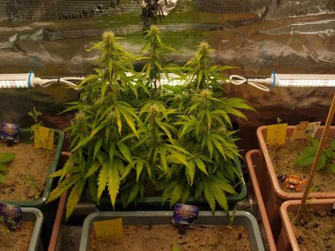 White Truffle Indoor 2025. Week 6 - Tag 48