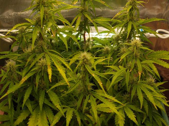 White Truffle Indoor 2025. Week 6 - Tag 48