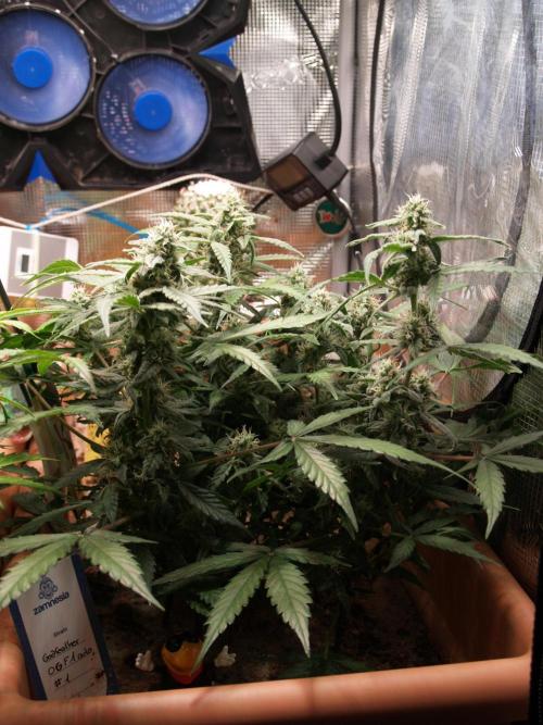 Godfeather OG F1 #1. Week 7 - Tag 54