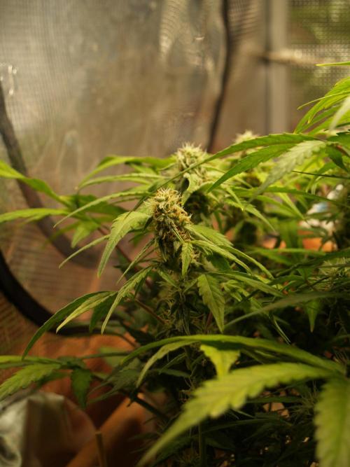 Godfeather OG F1 #3. Week 7 - Tag 55