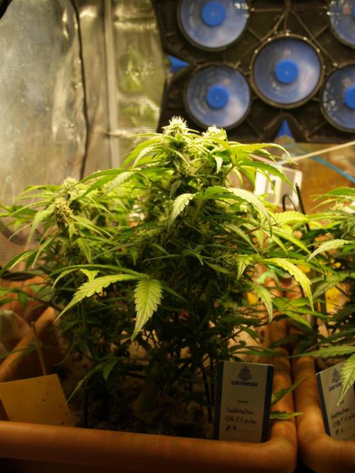 Godfeather OG F1 #3. Week 7 - Tag 55