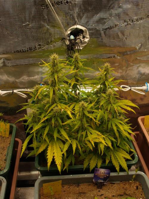 White Truffle Indoor 2025. Week 7 - Tag 50