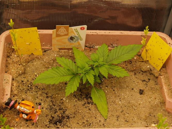 Apple Fritter Auto Winter Grow 2026. Week 2 - Tag 18