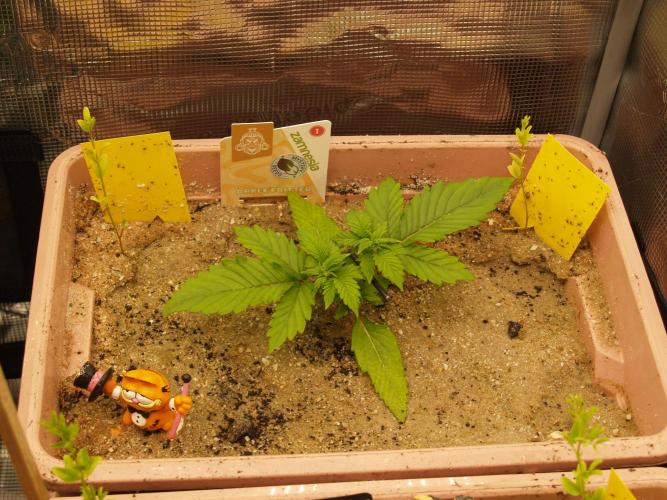 Apple Fritter Auto Winter Grow 2026. Week 2 - Tag 18