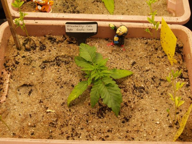 Strawberry Cola Auto Winter Grow 2026. Week 2 - Tag 18