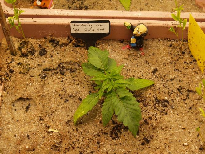 Strawberry Cola Auto Winter Grow 2026. Week 2 - Tag 18