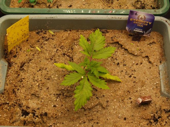 Eternity Cup 2026 Sticky Broccoli Auto. Week 2 - Tag 18 B1