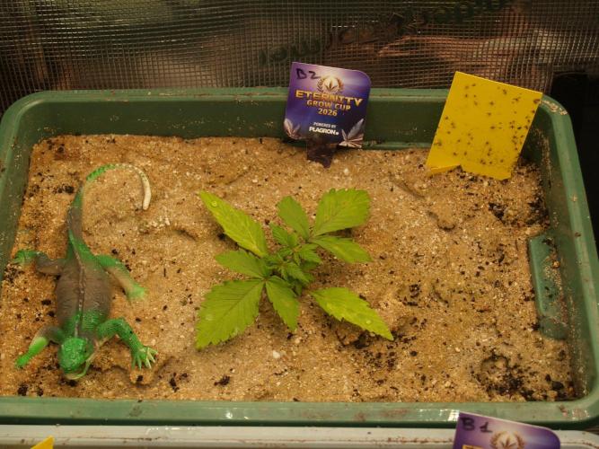 Eternity Cup 2026 Sticky Broccoli Auto. Week 2 - Tag 18 B2