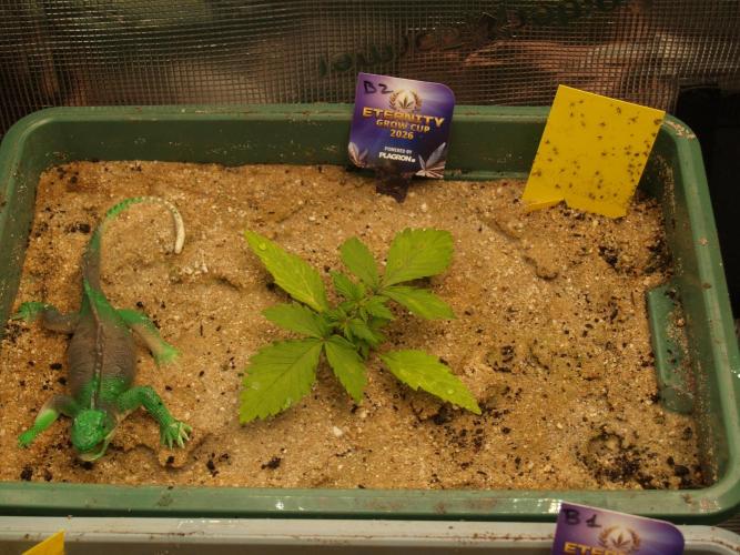 Eternity Cup 2026 Sticky Broccoli Auto. Week 2 - Tag 18 B2