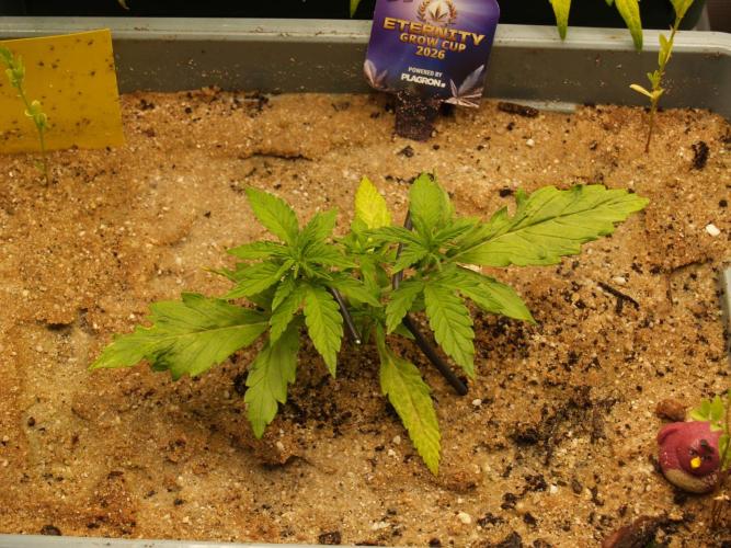 Eternity Cup 2026 Sticky Broccoli Auto. Week 2 - Tag 18 B3