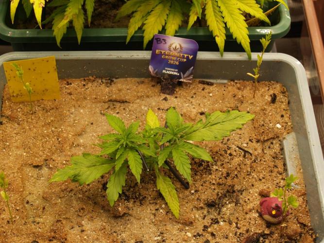 Eternity Cup 2026 Sticky Broccoli Auto. Week 2 - Tag 18 B3