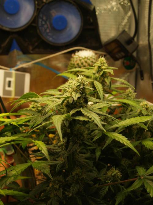 Godfeather OG F1 #1. Week 7 - Tag 56