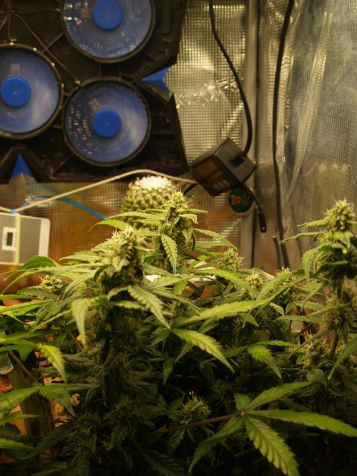 Godfeather OG F1 #1. Week 7 - Tag 56