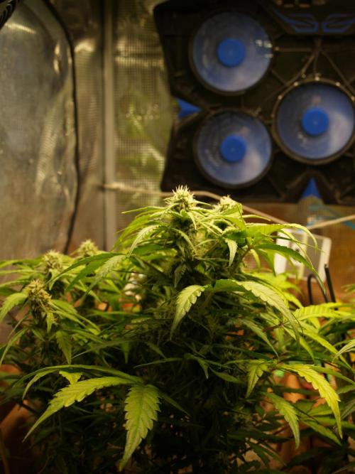 Godfeather OG F1 #3. Week 8 - Tag 57