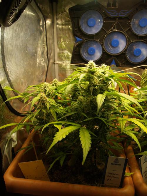 Godfeather OG F1 #3. Week 8 - Tag 57