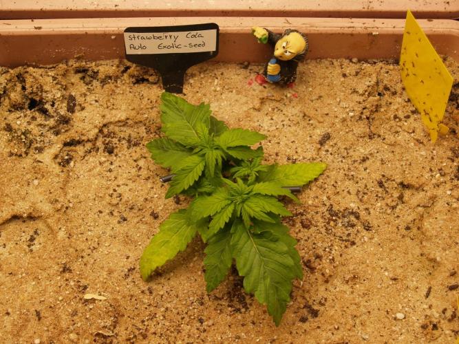 Strawberry Cola Auto Winter Grow 2026. Week 2 - Tag 20