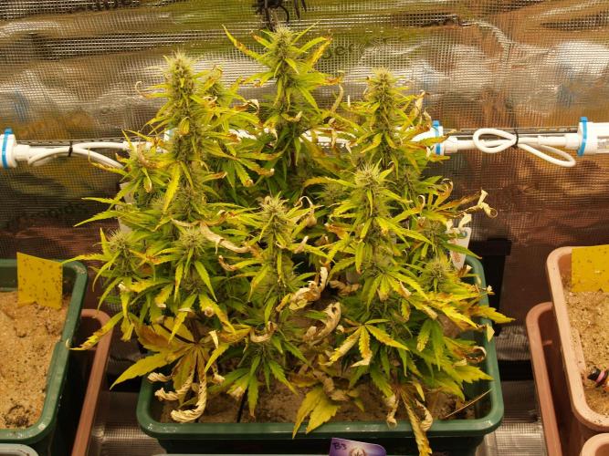 White Truffle Indoor 2025. Week 7 - Tag 52