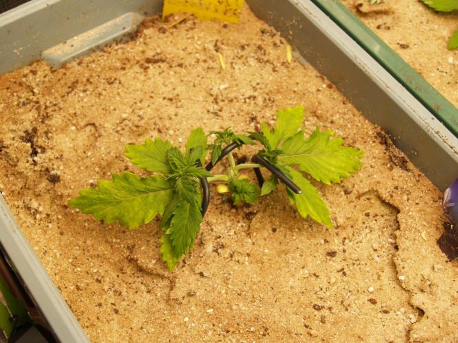 Eternity Cup 2026 Sticky Broccoli Auto. Week 2 - Tag 20 B1