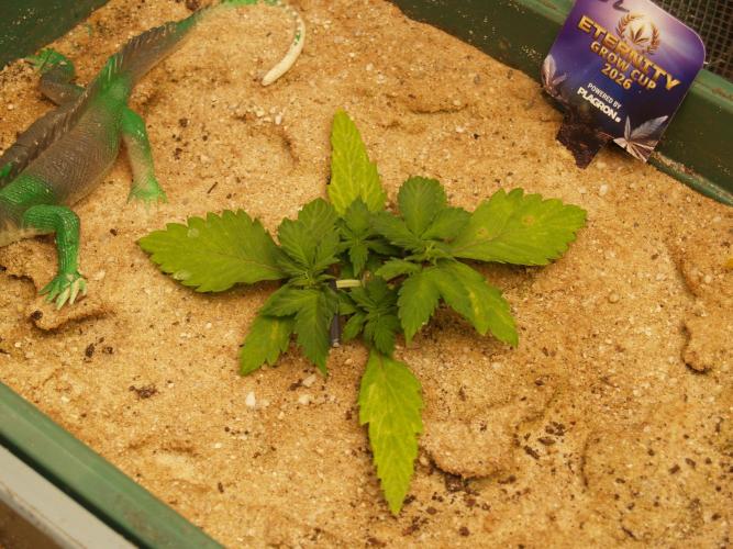 Eternity Cup 2026 Sticky Broccoli Auto. Week 2 - Tag 20 B2