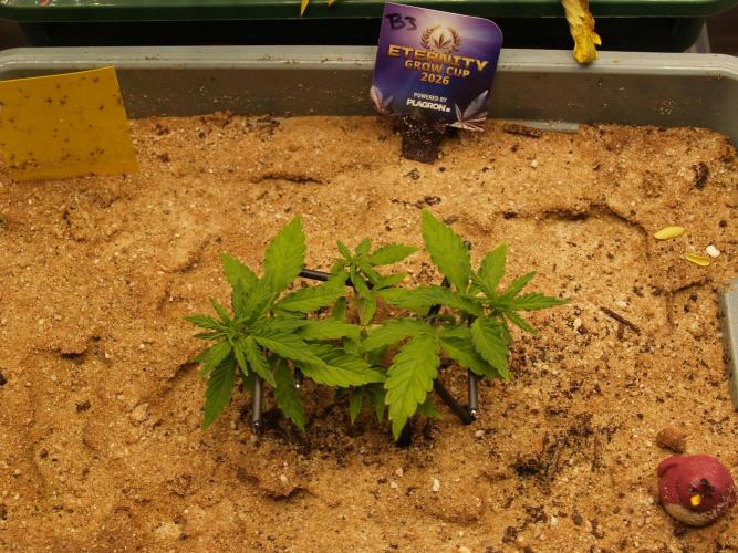 Eternity Cup 2026 Sticky Broccoli Auto. Week 2 - Tag 20 B3