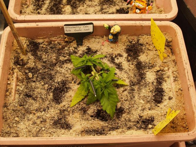 Strawberry Cola Auto Winter Grow 2026. Week 3 - Tag 22